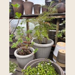 Ulrike krukker, cement