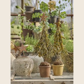 Veronica stjerne p stick