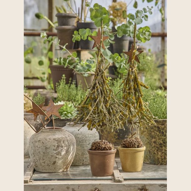 Veronica stjerne p stick