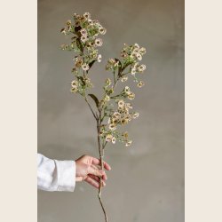 Voksblomst, rosa