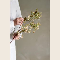 Voksblomst, rosa