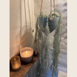 Willow stilk