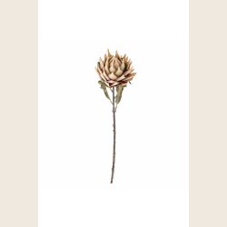 Artiskokblomst, creme
