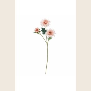 Chrysantemum-stilk