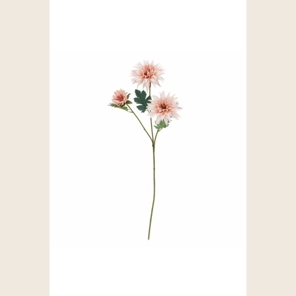 Chrysantemum-stilk