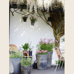 Diana krukke, sortpatineret