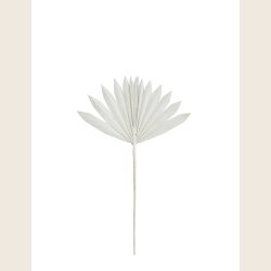 Palmeblade, hvid