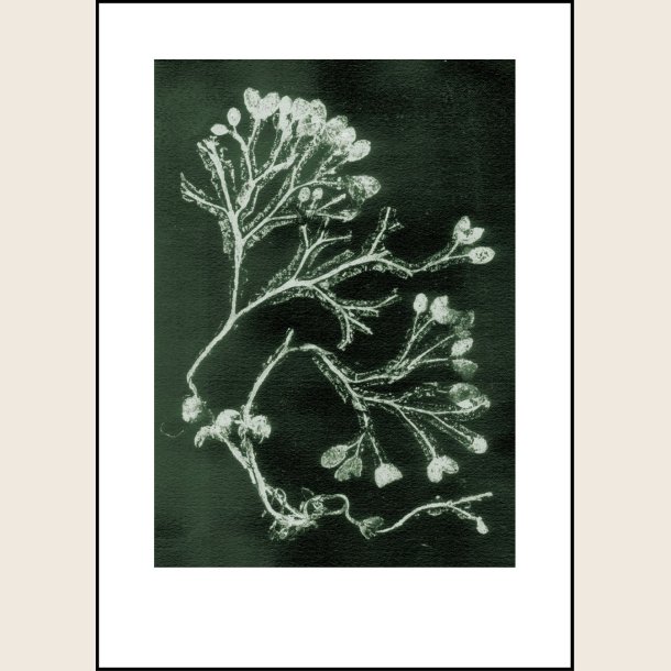 Seaweed  dark olive 50x70 cm